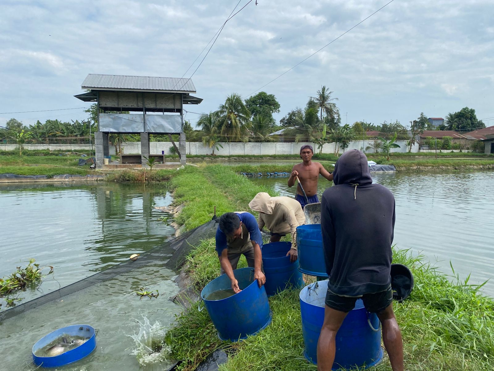 Budidaya Tambak Ikan